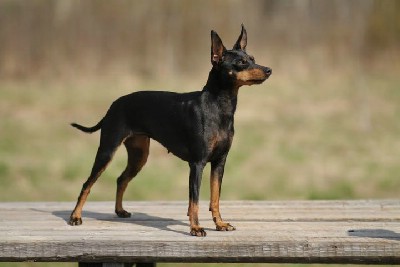 english toy terrier olx